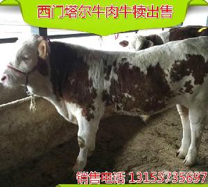 西门塔尔种牛崽