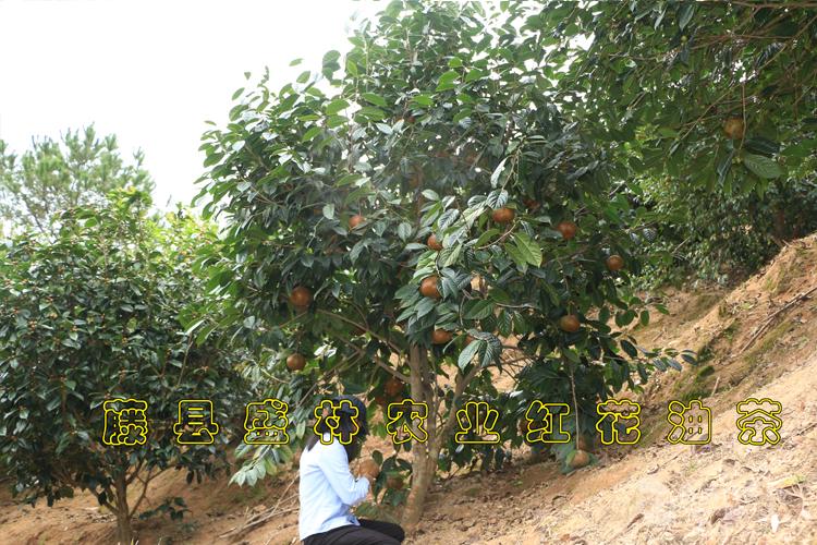 油茶树苗一亩地种多少棵(油茶树苗一亩地种多少棵好)