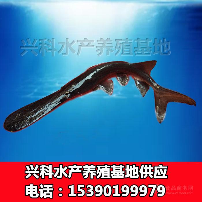 哪些地方可以养殖鸭嘴鱼 鸭嘴鱼哪里可以养