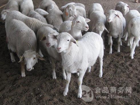 杜湖杂交羊图片