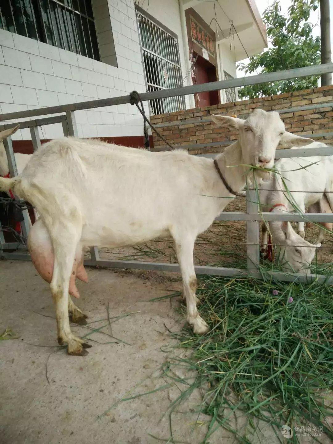 关中奶山羊养殖 繁殖能力强体型匀称种羊黑山羊 山东济宁-食品商务网
