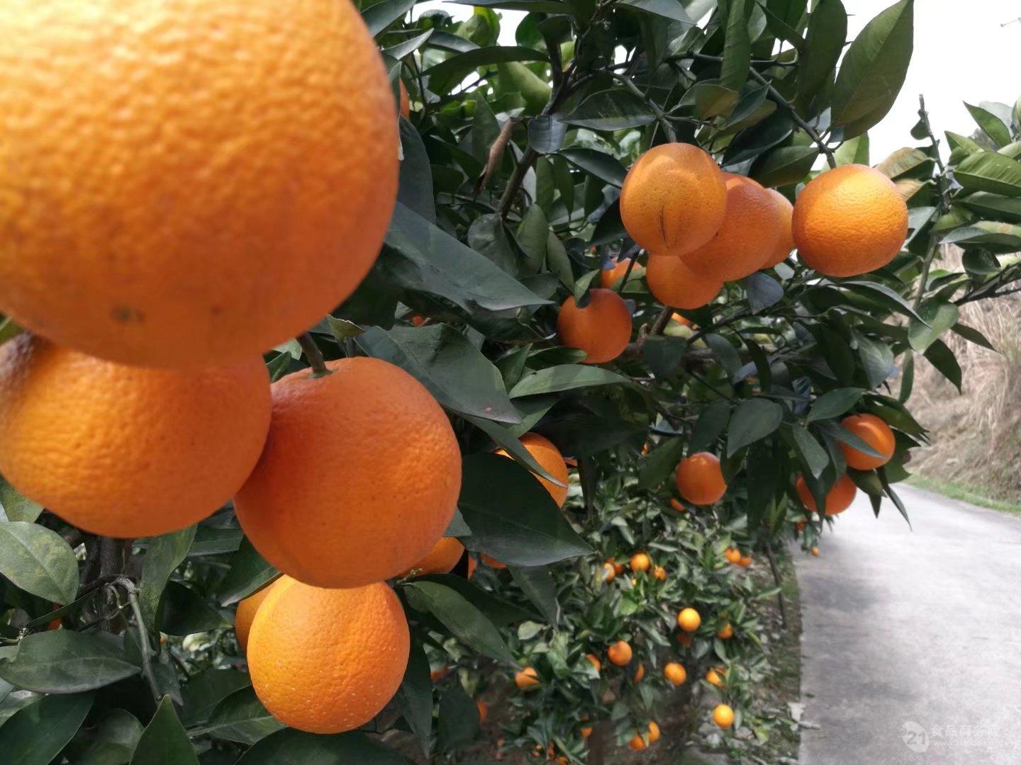 长寿夏橙-名特食品图谱-图片