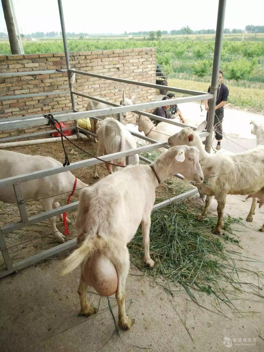 1-2岁的奶山羊多少钱一只 纯种萨能奶山羊 关中奶山羊羔价格-阿里巴巴