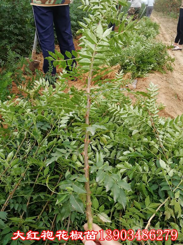 1米大红袍花椒苗图片