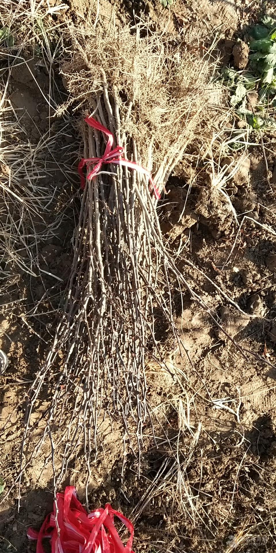 南强一号花椒苗韩城黄盖红盖狮子头种子无刺大红袍基地