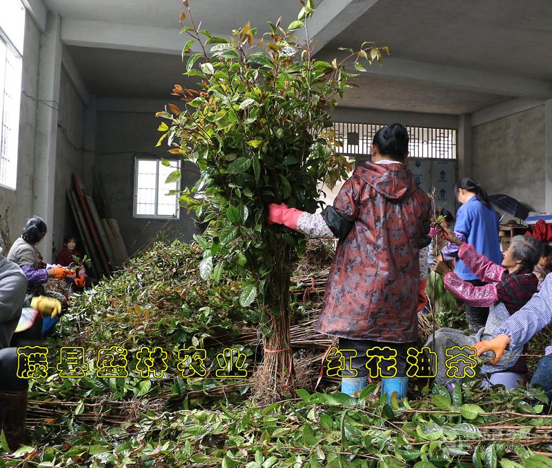 优质广西大果红花油茶树苗批发巨果油茶种植