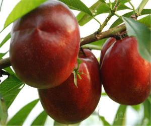 山东大棚油桃价格走势油桃价格油桃每斤的价钱