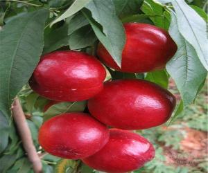 今年油桃价格一般油桃格销售一斤格
