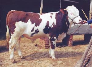 西门塔尔牛小牛犊图片 西门塔尔牛牛犊价格