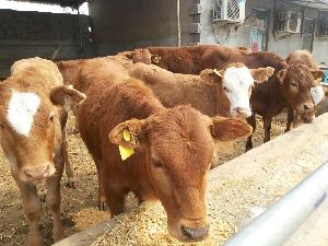 散养改良育肥肉牛鲁西黄牛母小牛犊 100斤小牛犊