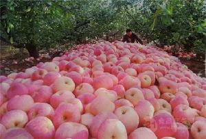 红富士苹果苗新品种