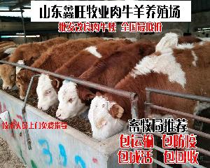 2018年冬季肉牛价格小牛犊