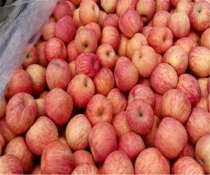 近期红富士苹果价格走势行情介绍红富士苹果产地
