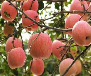 山东省优质红富士苹果生产基地产地价格行情