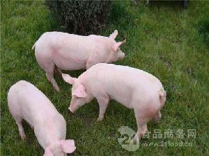 二元母猪想买二元母猪现在 30斤白小猪