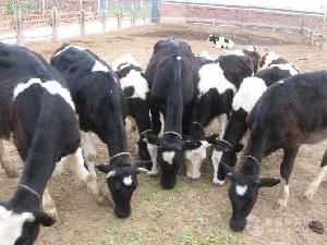 买小牛犊价格$三个月大牛犊卖多钱