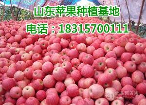 山東臨沂紅富士蘋果價格一斤多錢現在的紅富士蘋果價格多錢