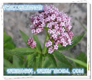 香薷固体饮料 香薷粉南京泽朗厂家OEMODM制粒压片