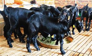 一只成年黑山羊 黑山羊 黑山羊价格表饲养简单 身体强壮 性格温顺