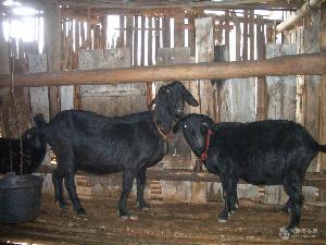 黑山羊价格表 黑山羊羊苗价格生长快 多羔多胎 黑头杜泊绵羊