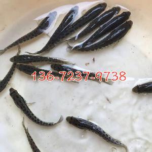 叉尾鱼苗批发鮰鱼苗出售斑点叉尾鮰鱼苗养殖基地