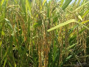 阿陀利/重慶 稻米 畝產1300kg