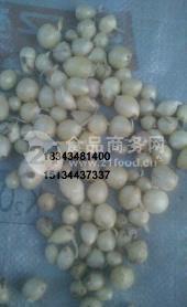 大量出售野蒜及種子、黑籽新貨- 吉林省四平市小根蒜基地
