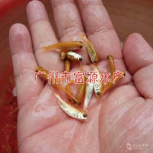 淡水石斑鱼苗批发，花斑鱼苗出售，珍珠石斑鱼苗养殖基地
