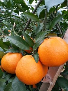 湖南大型世紀紅柑橘苗基地批發大雅一號雜柑香橙嫁接苗
